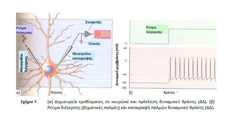 Σχήμα 10.7 Δημιουργία ερεθίσματος σε νευρώνα και πρόκληση δυναμικού δράσης Οι παλμοί του ΔΔ ξεκινούν από το δυναμικό ηρεμίας (αρνητικό -60 ή -90mV) και αυξάνουν.