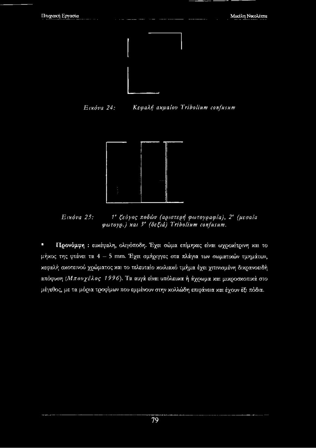 ) και 3 (δεξιά) ΤήδοΙϊητΜ εοη/ητμμ. Προνύμφη : ευκέφαλη, ολιγόποδη.