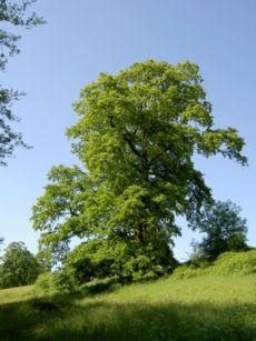 Δρυσ ευθφφλοιοσ (Quercus cerris) Ονομάηεται