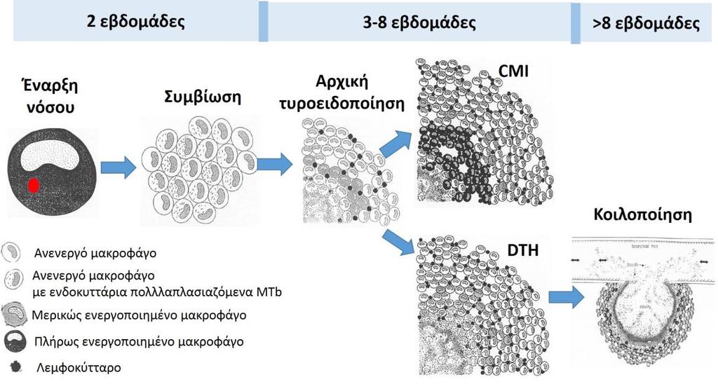 4) της αλληλεπίδρασης μεταξύ της κυτταρικής ανοσίας που ενεργοποιεί το μακροφάγο για την ενδοκυττάρια καταστροφή του παθογόνου (έχει αναφερθεί στην βιβλιογραφία και ως Cell-Mediated Immunity: CMI)