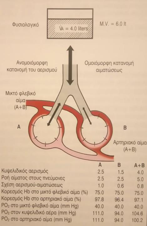 Ο αεραγωγός φέρνει (άγει) τον αέρα από την ατμόσφαιρα προς την κυψελίδα, ενώ στην κυψελίδα γίνεται η ανταλλαγή των αναπνευστικών αερίων.