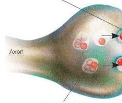 ΜΕΤΑΣΥΝΑΠΤΙΚΟΣ ΔΙΕΓΕΡΤΙΚΗ ΠΡΟΣΥΝΑΠΤΙΚΟΣ Νευροδιαβιβαστής