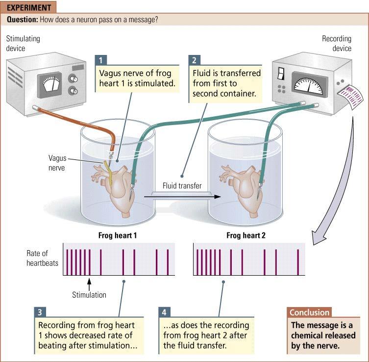 Το πείραμα του Ouo Loewi ΕΡΕΘΙΣΜΟΣ ΝΕΥΡΟΥ Με αυτό