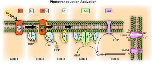 ενεργοποίηση ενός συγκεκριµένου G-protein coupled (GPC) υποδοχέα στο ίδιο κύταρο. " µεγάλη ενίσχυση του σήµατος π.