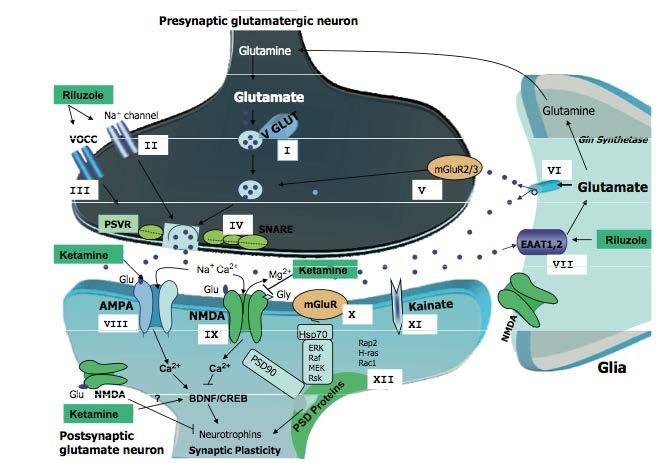 Γλουταματεργική Νευροδιαβίβαση Ο κύριος διεγερτικός Ν.Δ του ΚΝΣ των θηλαστικών. Εμπλέκεται στη μνήμη, μάθηση, άγχος, νευροτοξικό τραυματισμό, επιληψία, κατάθλιψη, ψύχωση.