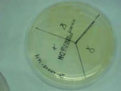 Peptone Pemptocomlex Lactose Bile Salt Sodium Chloride(NaCl) Neutral Red Agar 17 g/l 3 g/l 10 g/l 5 g/l 5 g/l 0,05 g/l 15 g/l 1.2.3. Ανακαλλιέργεια αποικιών σε Nutrient agar (NA) ι ύποπτες αποικίες ανακαλλιεργήθηκαν σε NA.