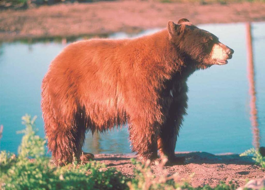 DO 50 C NAREJENI ZA LOVCE 305 ARCTIC TERMO ŠKORNJI Izredno topli, lahki in povsem