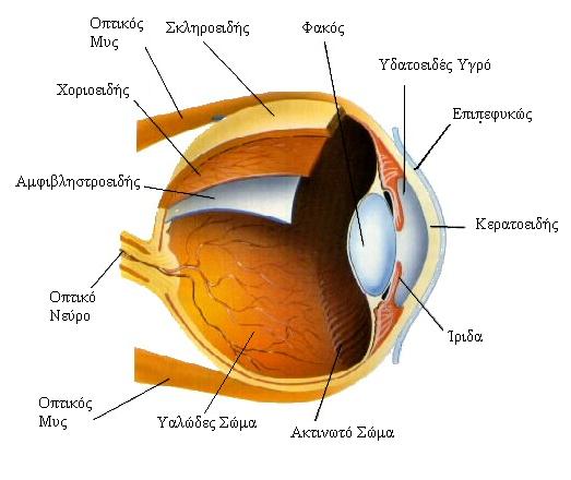 Κεφάλαιο 1 Οφθαλμός Α Μέρος Θεωρητικό Κεφάλαιο 1: Οφθαλμός 1.1 Εισαγωγή Οι οφθαλμοί είναι ένα από τα κύρια αισθητήρια όργανα των περισσοτέρων έμβιων όντων.