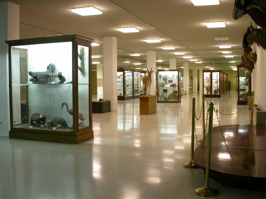 Ο εκθεσιακός χώρος και οι συλλογές Ο εκθεσιακός χώρος του Μουσείου