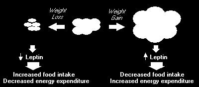 ενέργειας καθώς αυξάνει το σωματικό λίπος Η λεπτίνη αποτελεί βασικό μεταβολικό