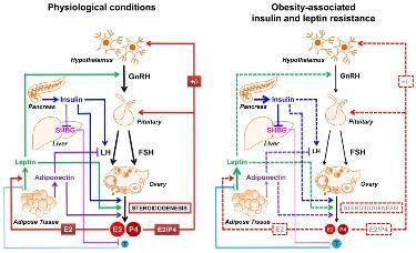 R. Fontana and S D Torre The deep correlation between energy metabolism and reproduction: A