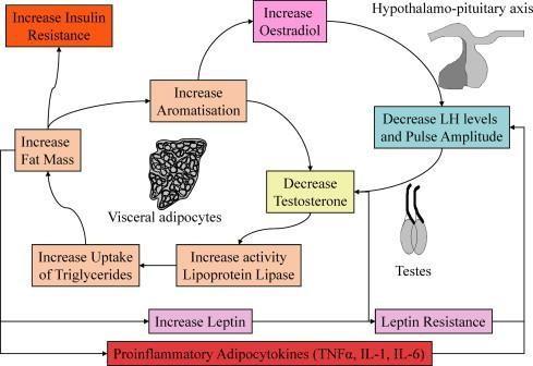 T. H. Jones Testosterone associations with erectile dysfunction, diabetes and the