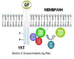 9 1.5 Μονοπάτι μεταγωγής σήματος RAF/MEK/ERK σχετιζόμενο με την πρωτεΐνη RAS Η ενεργοποίηση της πρωτεΐνης RAS έχει ως αποτέλεσμα τη μετατόπιση της κυτταροπλασματικής πρωτεΐνης RAF, η οποία είναι μια