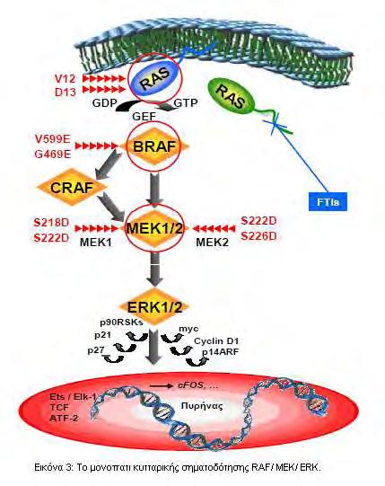 12 παρουσιάζεται διαγραμματικά το μονοπάτι σηματοδότησης RAS/RAF/MEK/ERK, όπου με τα κόκκινα βέλη αναφέρονται οι πιο συχνές μεταλλάξεις που εντοπίζονται σε αυτό το μονοπάτι.