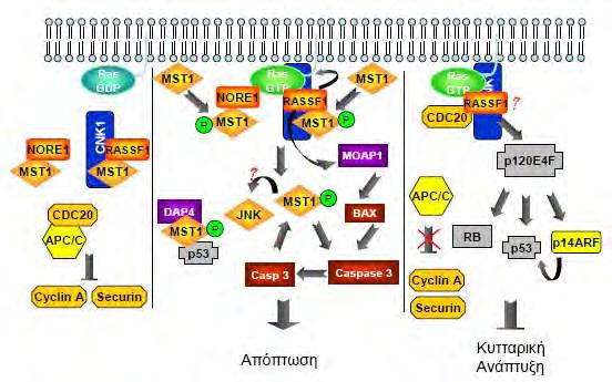 18 Εικόνα 6 : Μονοπάτια σηματοδότησης RAS/NORE1 και RAS/RASSF1 1.