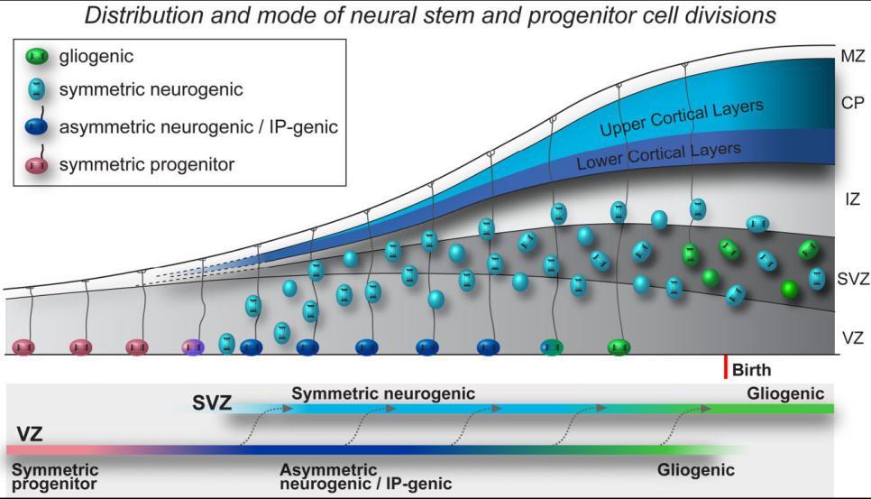 Δζζαβςβή Haubensak et al., 2004).