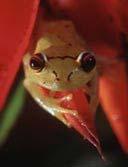 htm WWF-Canon / Roger LeGUEN Τα αμφίβια - βάτραχοι, φρύνοι και σαλαμάνδρες - υφίστανται δραματικές μεταμορφώσεις που επιφέρουν ριζικές παραμορφώσεις του σώματος και της