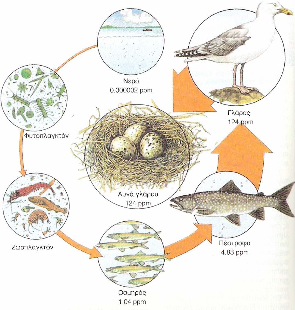 Σχήμα 2.2. Βιολογική ενίσχυση του PCB στην υδρολογική τροφική αλυσίδα των Μεγάλων Λιμνών 2.2.4. Πρόσληψη PCBs Κύρια οδό πρόσληψης των PCBs, για τον άνθρωπο, αποτελούν τα τρόφιμα.