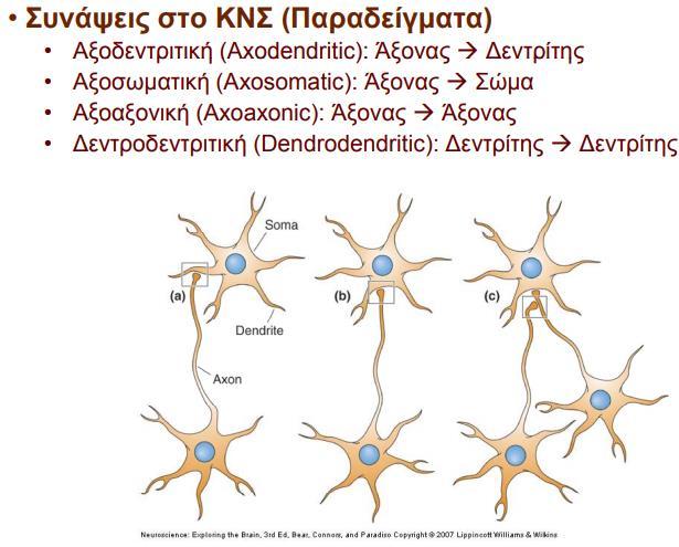 Συνάψεις: Μικροσκοπικές δομές που επιτρέπουν σε ένα νευρώνα