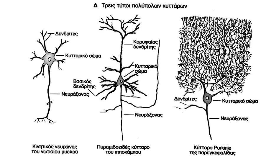 Υπερτερούν σε αριθμό στο νευρικό σύστημα των σπονδυλωτών Νευρώνουν σκελετικές μυϊκές ίνες Δέχονται 150,000 επαφές Ο πιο συχνός τύπος νευρώνων ένας