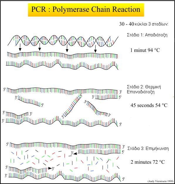 Εικόνα 1: Τα στάδια που εφαρμόζονται σε κάθε κύκλο της PCR (Vierstraete 1999) Γενικά η μέθοδος της PCR στηρίζεται στη χρήση των παρακάτω: Μικρή ποσότητα DNA-στόχου που χρησιμοποιείται ως εκμαγείο.
