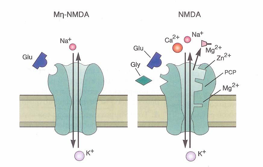 29 Εικόνα 9: Oι ιοντοτρόποι υποδοχείς διακρίνονται στους υποδοχείς NMDA και µη NMDA (AMPA). Ο δίαυλος NMDA φέρει θέσεις πρόσδεσης για διάφορες ουσίες. Βλ. κείµενο (Kandel et al., 1999).