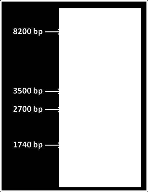 Για τον λόγο αυτό ενιςχφκθκαν με PCR 1475 bp του 16S rrna του βακτθρίου αυτοφ (Εικόνα 1) και ςτθ ςυνζχεια το τμιμα αυτό αλλθλουχικθκε.