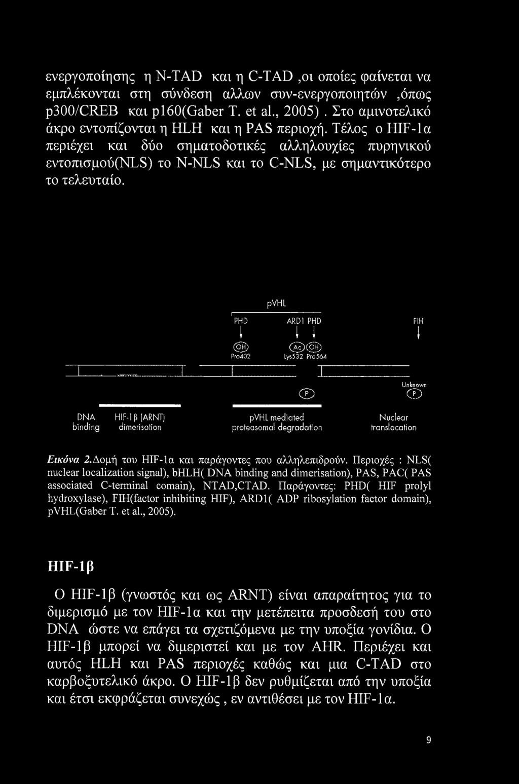 pvhl ΓΡΗ0 AKD1 PHD i I I @) < B> Pro402 Lys532 Pro 564 FIH 1 DNA HIF-1 β (ARNT) binding dimerisation CD pvhl mediated prcteasomd degradation Unknown CD Nuclear translocation Εικόνα 2.