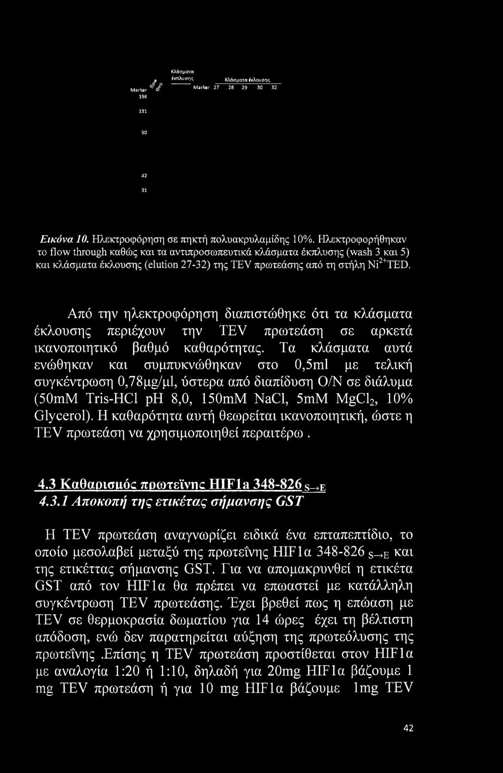 Από την ηλεκτροφόρηση διαπιστώθηκε ότι τα κλάσματα έκλουσης περιέχουν την ΤΕΥ πρωτεάση σε αρκετά ικανοποιητικό βαθμό καθαρότητας.