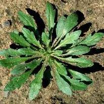 Diplotaxis virgata ωδεκάνθι (Lamium amplexicaule) Στελλάρια (Stellaria media) Λαψάνα (Sinapis