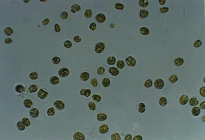 Εικόνα 2. Κύτταρα του γένους Tetraselmis sp.(πηγή: http://www.kmmcc.re.kr/dataroom/product_img/8-25/p02501.