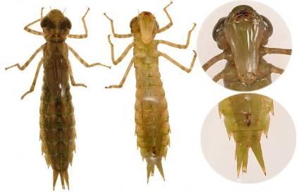 Τάξη Odonata