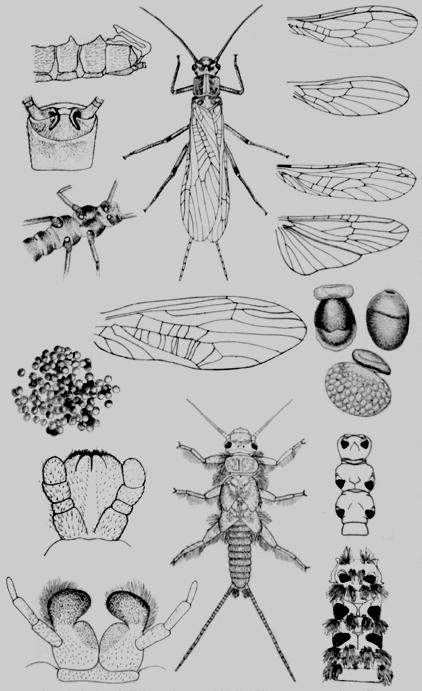 Τάξη Plecoptera (ή