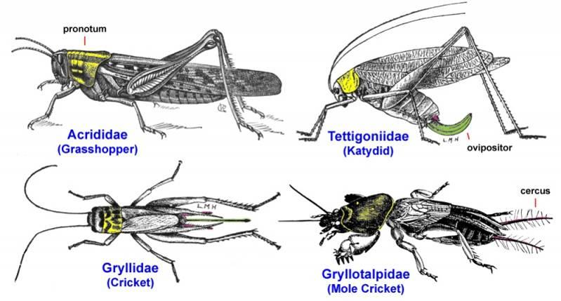 Τάξη Orthoptera Οικογένειες