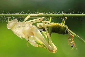 Acrididae