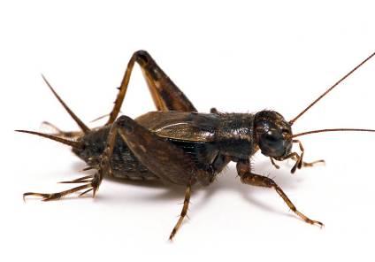 Gryllidae