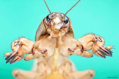 Gryllotalpidae (κρεμμυδοφάγοι ή πρασσάγγουρες