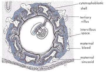 Εικόνα 1: Σχέδια που απεικονίζουν τις οµοιότητες στην εµφάνιση µεταξύ µιας βδέλλας κι ενός ανθρώπινου εµβρύου στο στάδιο της Άλακα.
