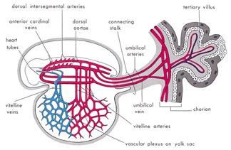 Εικόνα 4: Διάγραµµα του αρχικού καρδιαγγειακού συστήµατος ενός εµβρύου κατά το στάδιο της Άλακα.