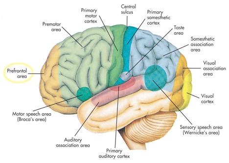 Εικόνα 12: Λειτουργικές περιοχές του αριστερού ηµισφαιρίου του εγκεφαλικού φλοιού. Η προµετωπιαία περιοχή βρίσκεται µπροστά από τον εγκεφαλικό φλοιό.