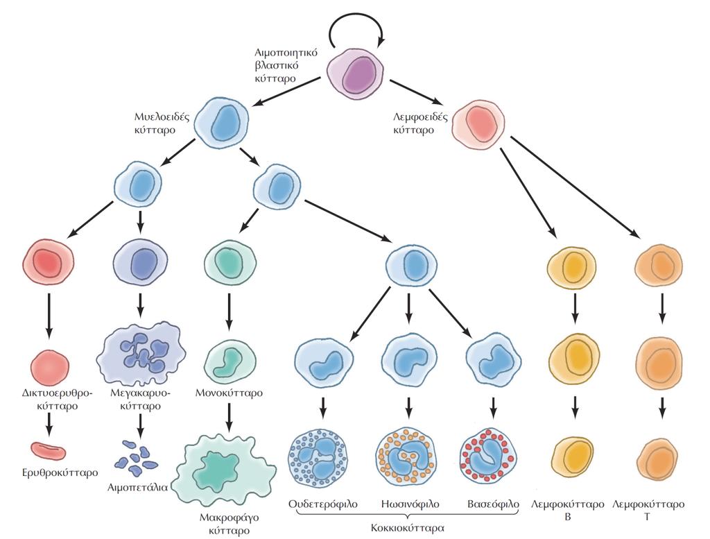 Αιμοποιητικά βλαστικά κύτταρα (διάρκεια ζωής <1ημέρα-μήνες) ΕΙΚΟΝΑ 17.18 Η παραγωγή των κυττάρων του αίματος.