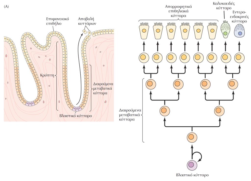 Εντερο (Α) Τα επιθηλιακά κύτταρα του εντερικού σωλήνα (Διάρκεια ζωής: λίγες ημέρες )ανανεώνονται από βλαστικά κύτταρα.