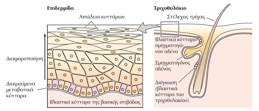 Επιδερμίδα ΕΙΚΟΝΑ 17.20 Βλαστικά κύτταρα της επιδερμίδας. Η επιδερμίδα αποτελείται από πολλαπλές στιβάδες επιθηλιακών κυττάρων.