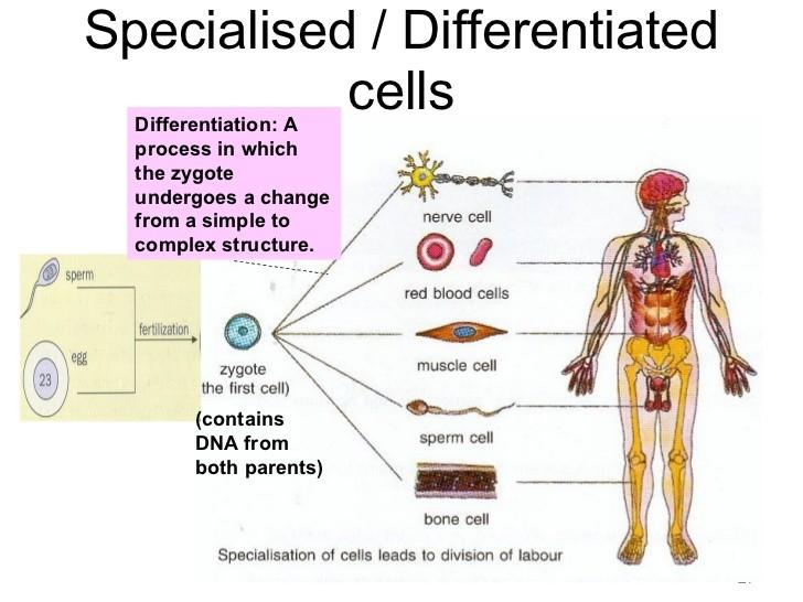 Πολλαπλασιασμός διαφοροποιημένων κυττάρων (δ.κ.) Α. Περισσότεροι τύποι δ.κ.(ενήλικοι οργανισμοί) έχουν χάσει την ικανότητα να πολλαπλασιάζονται.