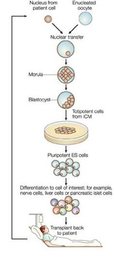 Θεραπευτική κλωνοποίηση Κλωνοποίηση κυττάρων από ενήλικο άτομο και παραγωγή βλαστικών