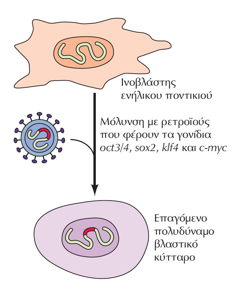 Επαγόμενα πολυδύναμα βλαστικά κύτταρα. Επαναπρογραμματισμός σωματικών κυττάρ ΕΙΚΟΝΑ 17.