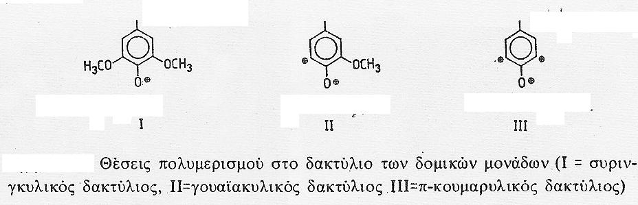 Σύμφωνα με την αναλογία των δομικών μονάδων ποιο από τα τρία πρώτα είδη (Picea abies, Pinus teada, Fagus