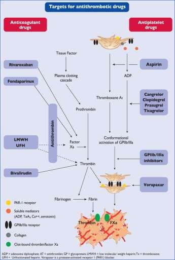 Antithrombotic drugs for non-st-elevation acute coronary syndromes.