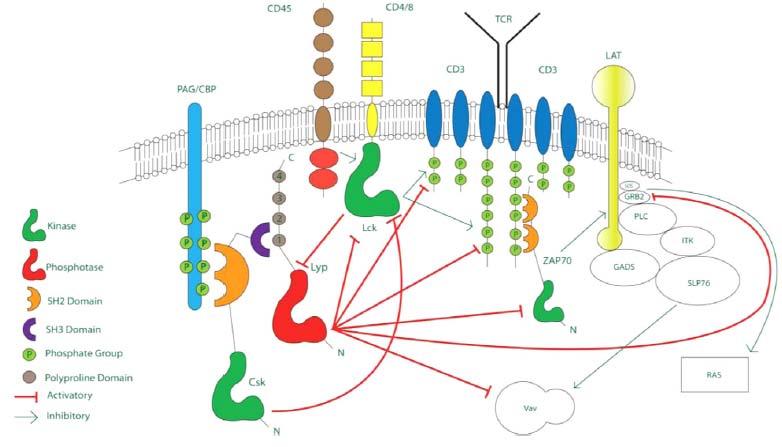 protein, VCP), το Grb2 και το πρωτοογκογονίδιο c-cbl (c-casitas b-lineage lymphoma) (35, 48, 60) (Εικόνα 6). 37 Εικόνα 6.