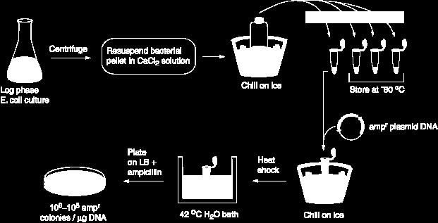 Transformacija E. coli Bakterijam, ki so sposobne sprejeti tujo DNA, pravimo, da so kompetentne. Celice E.